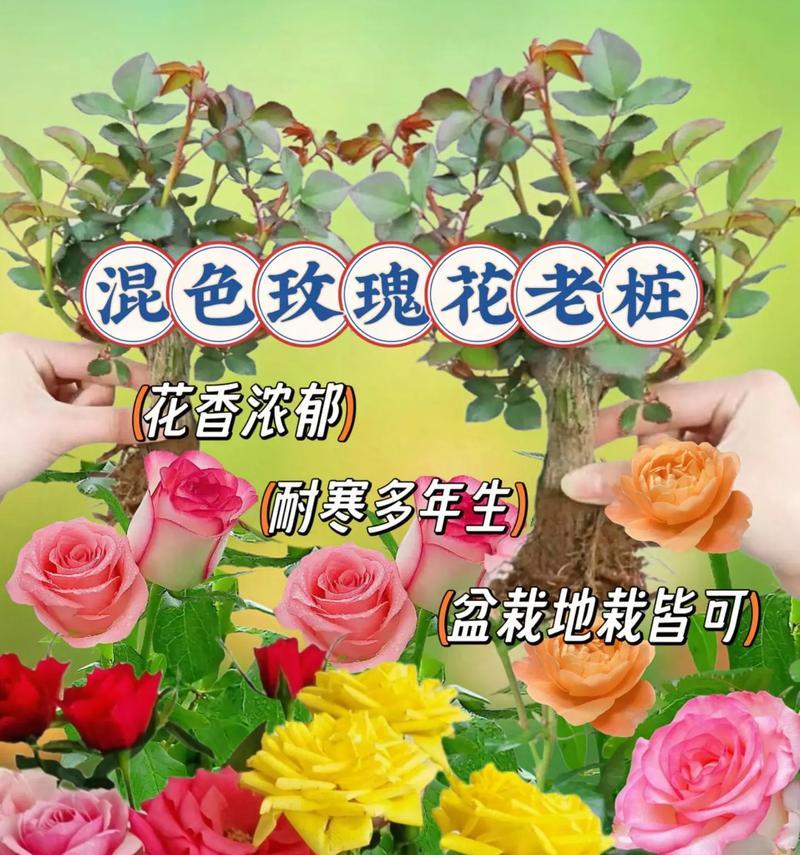 野外抗寒玫瑰花的养殖方法是什么？如何保证其健康生长？