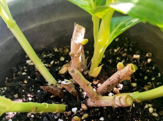 新枝条养护管理需要注意什么？