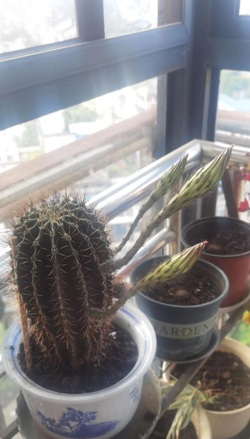仙人掌盆栽大棵如何摆放更美观？