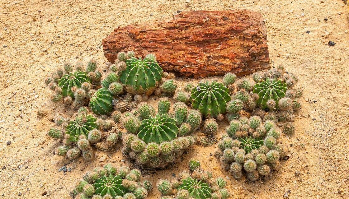 仙人掌金球如何养护才能开花？需要哪些特别的照顾？