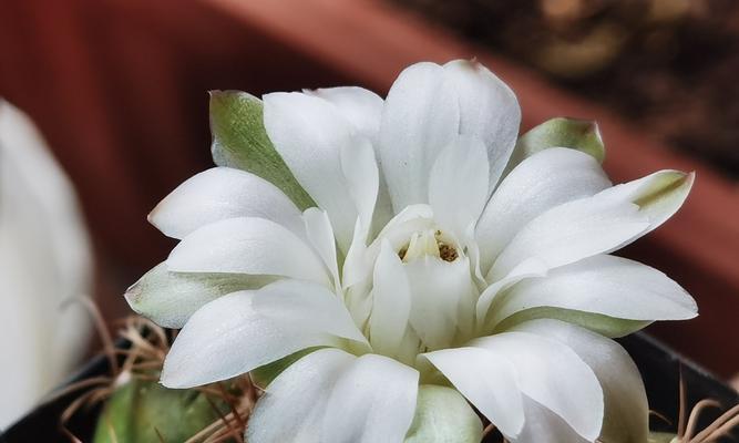 北方怎么种仙人球花呢？在寒冷地区种植仙人球需要注意什么？