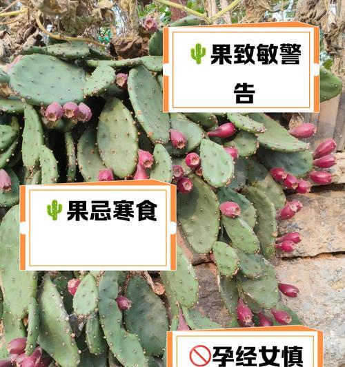 仙人掌火龙果的养护方法是什么？