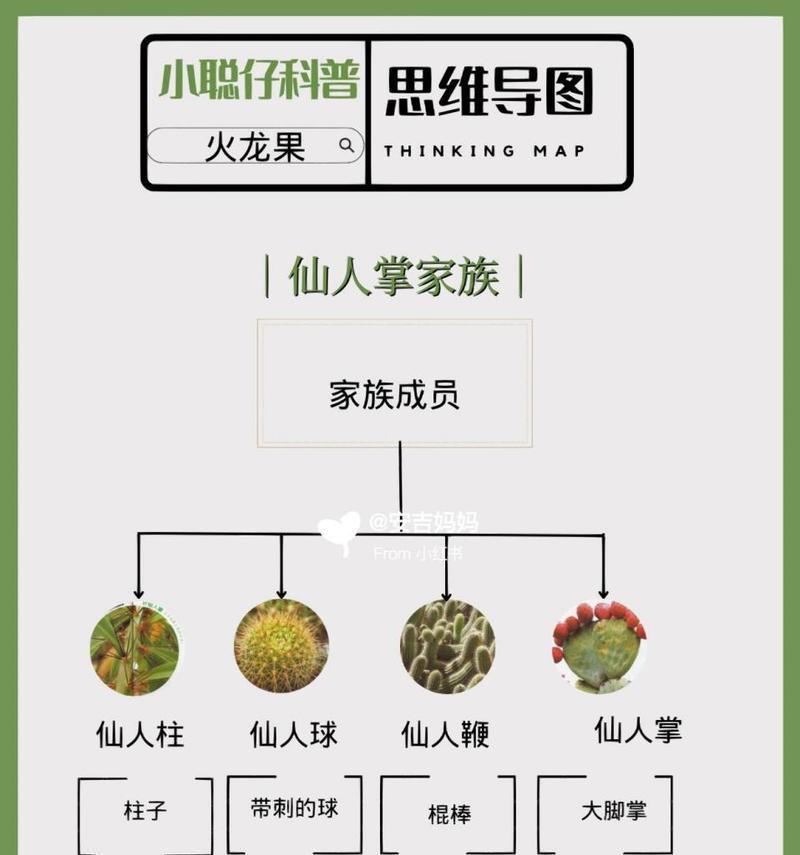 仙人掌火龙果的养护方法是什么？