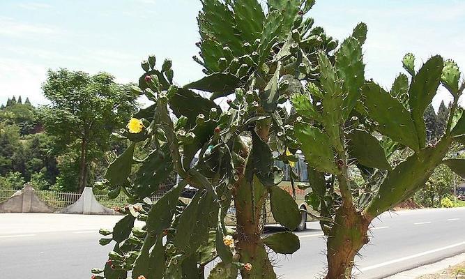 小花笼仙人掌种植成活的秘诀是什么？