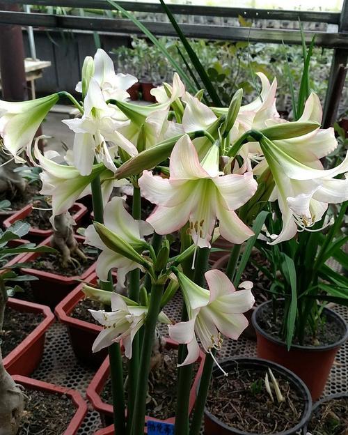 小花笼仙人掌种植成活的秘诀是什么？