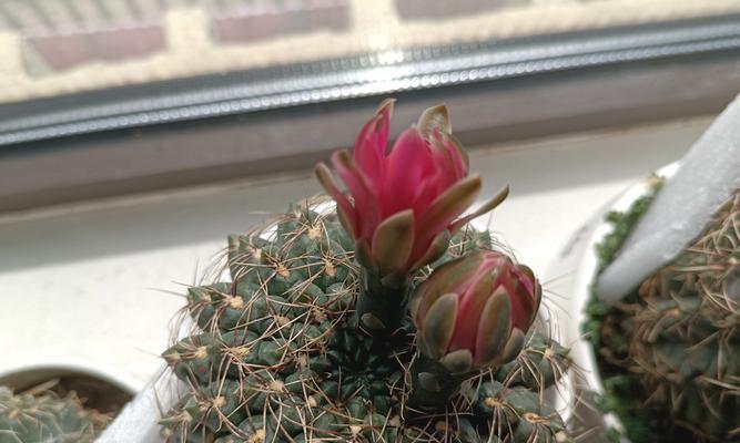 仙人球花苞吹气的正确步骤是什么？