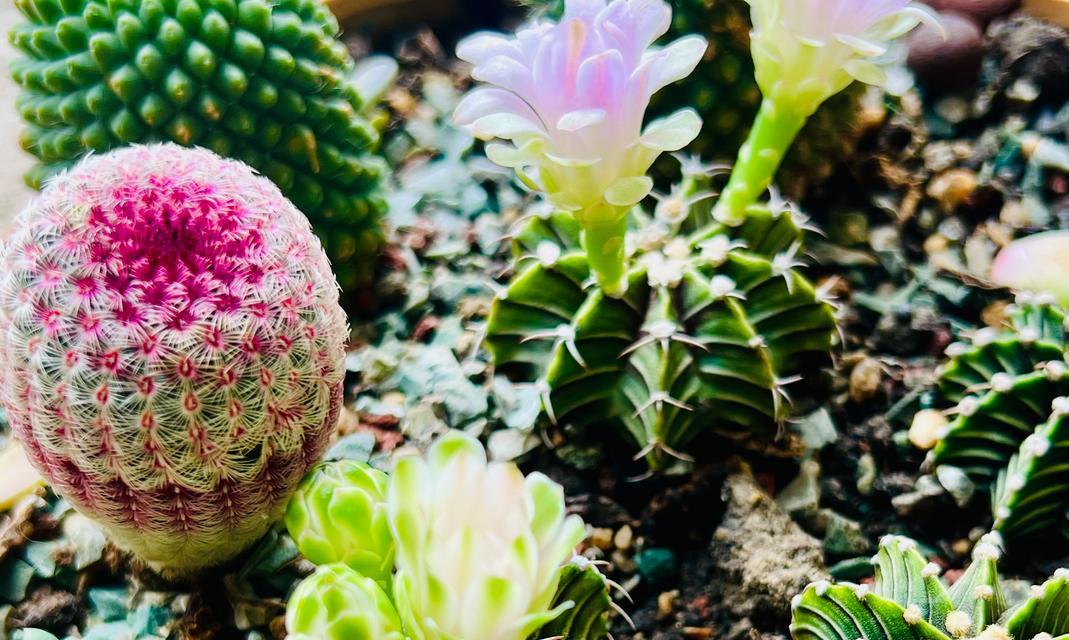 仙人球花苞吹气的正确步骤是什么？