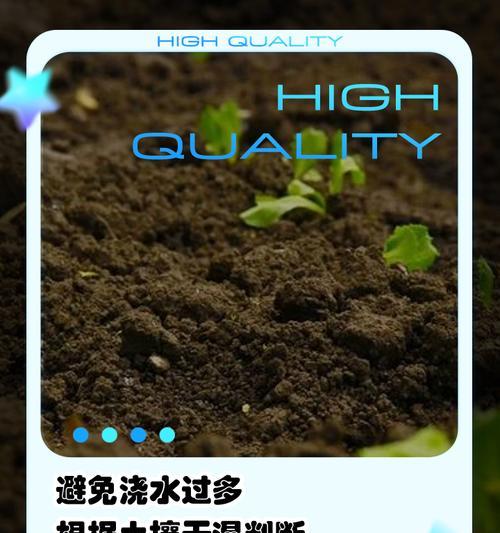 君子兰对干湿环境的适应性如何？如何调整养护环境？