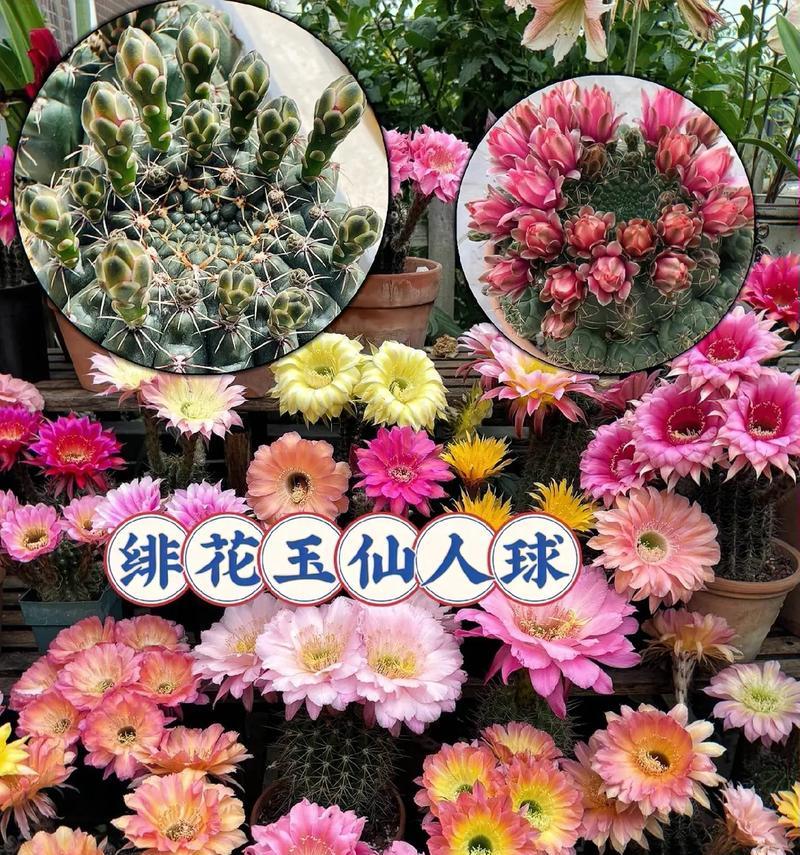 哪些仙人球品种适合家庭养殖且无毒？如何辨别？