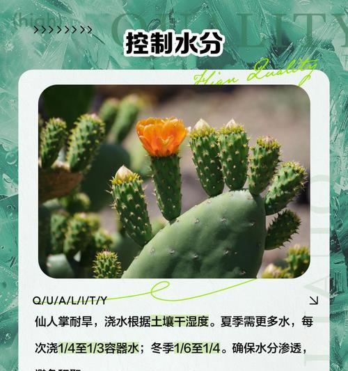 仙人掌发黄不软的解决方法有哪些？如何恢复其活力？