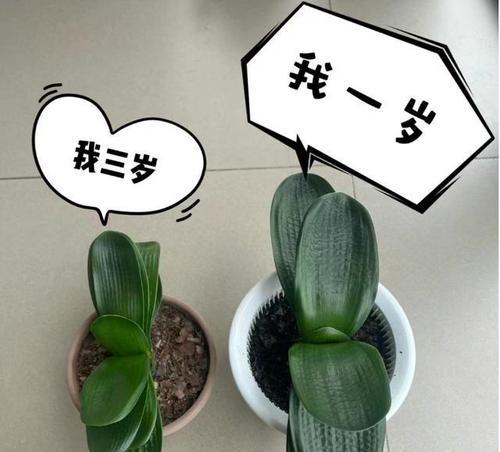 君子兰开花的条件是什么？如何促进其开花？
