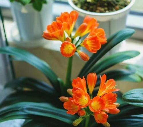 君子兰开花的条件是什么？如何促进其开花？