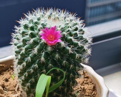 仙人球早晨开花后应如何处理？有哪些特别的注意事项？