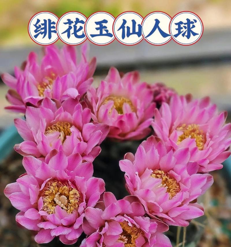 仙人球早晨开花后应如何处理？有哪些特别的注意事项？
