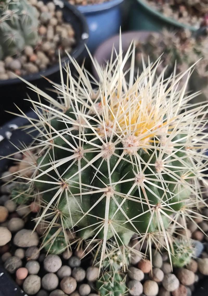 仙人球开花后如何收集种子？