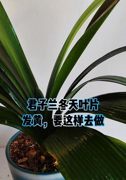 君子兰叶子发黄的常见原因有哪些？