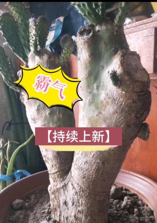 老婆种仙人掌好吗？如何正确养护仙人掌？