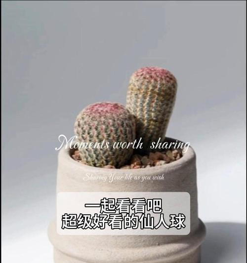 红太阳仙人球如何养护才能让球体变红？