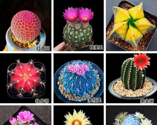 红太阳仙人球如何养护才能让球体变红？
