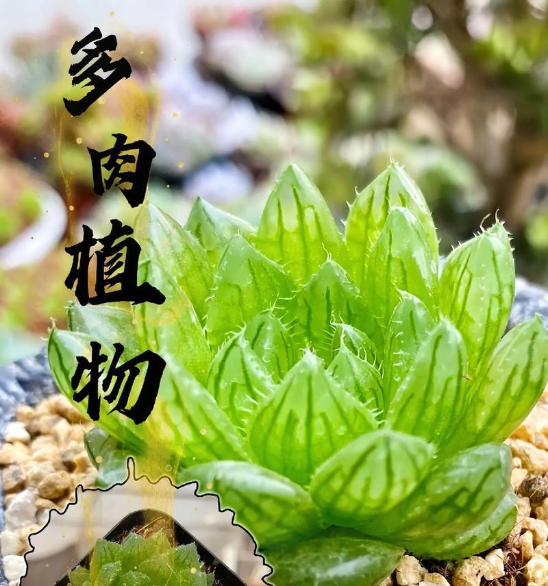 大棵带盆仙人掌的养护要点是什么？
