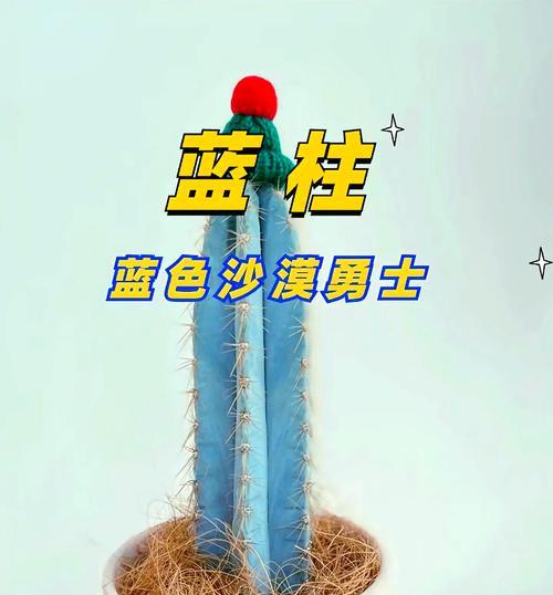 大棵带盆仙人掌的养护要点是什么？