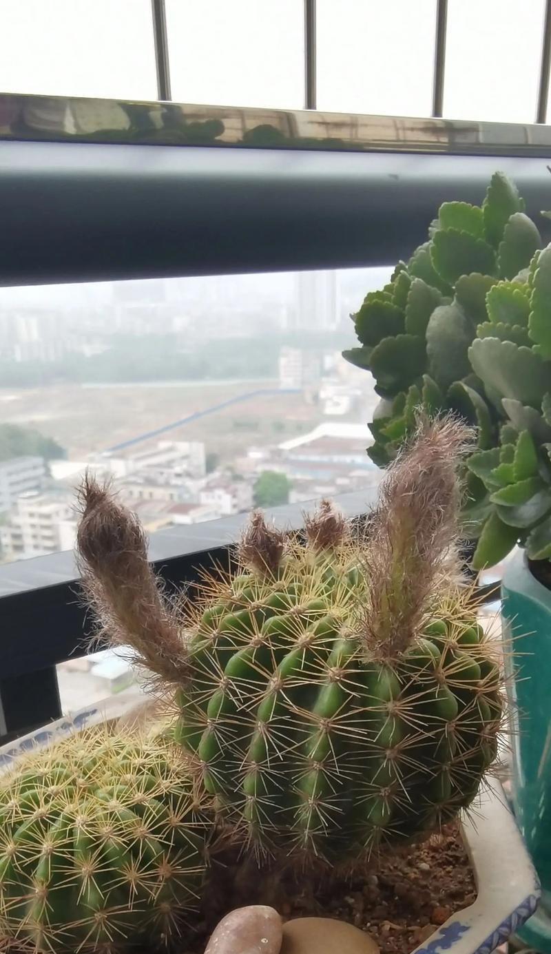 仙人球的养殖技巧有哪些？