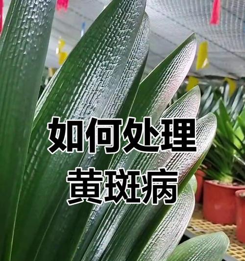 君子兰出现黄斑点的原因及处理方法是什么？