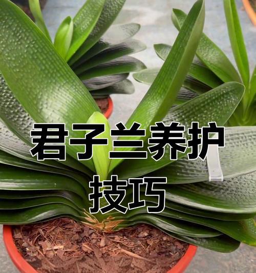 纯种血毛君子兰的养护难度如何？怎样养好？