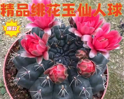 带花苞的仙人球如何养护？带盆仙人球的正确养殖方法是什么？