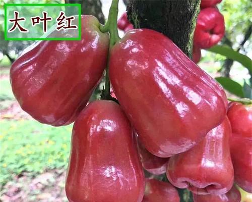 仙人球与莲雾树的养护区别？