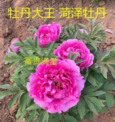 可以栽牡丹花的花盆叫什么？选择花盆的技巧是什么？