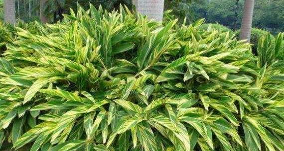 紫玉带仙人球的养殖难度如何？有哪些特别的养护要点？