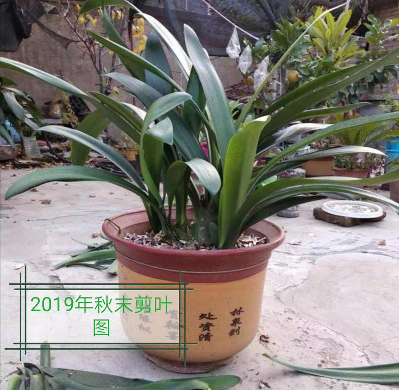 君子兰长头到开花需要多长时间？