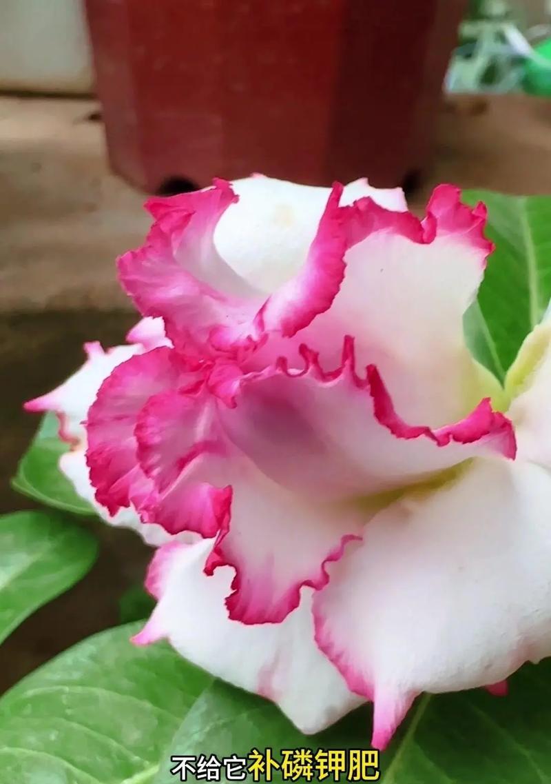 种植玫瑰花却没有花苞是什么原因？如何解决玫瑰花不开花的问题？