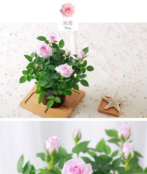 迷你玫瑰花品种选择标准是什么？如何挑选？