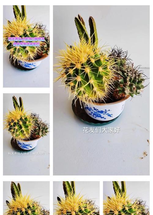养仙人球高手的秘诀是什么？