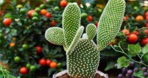 绿植怎么选仙人掌品种呢？如何判断仙人掌的适应性？
