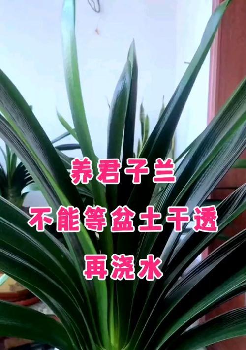 君子兰移盆后多久可以浇水？移盆后的正确浇水时间是什么时候？