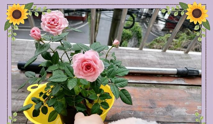玫瑰花的树茎叶像什么？如何辨别玫瑰花的不同部位？