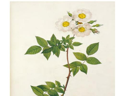 玫瑰花的树茎叶像什么？如何辨别玫瑰花的不同部位？