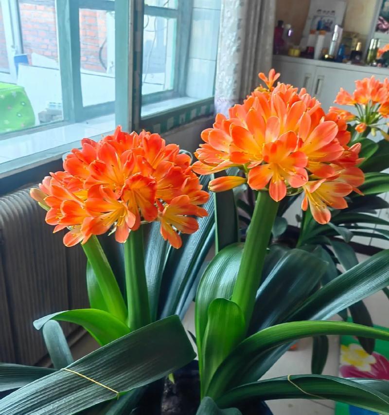 君子兰开花前的征兆有哪些？