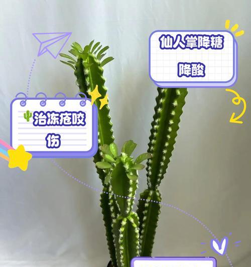 玉麒麟仙人掌清洗方法是什么？如何进行日常养护？