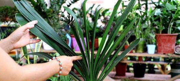 君子兰种植有哪些优势？为何不选择它？
