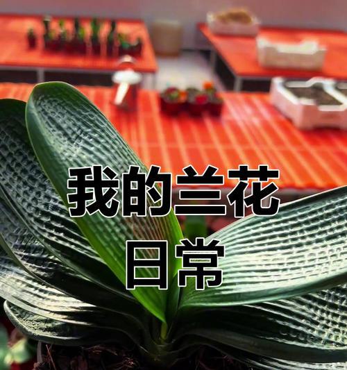 君子兰寄生根的正确养护方式是什么？