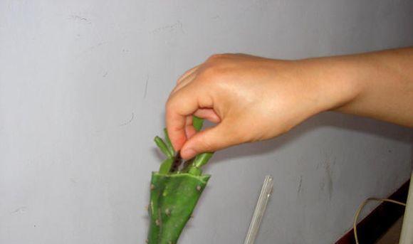 中华仙人掌种植技巧有哪些？如何避免常见问题？