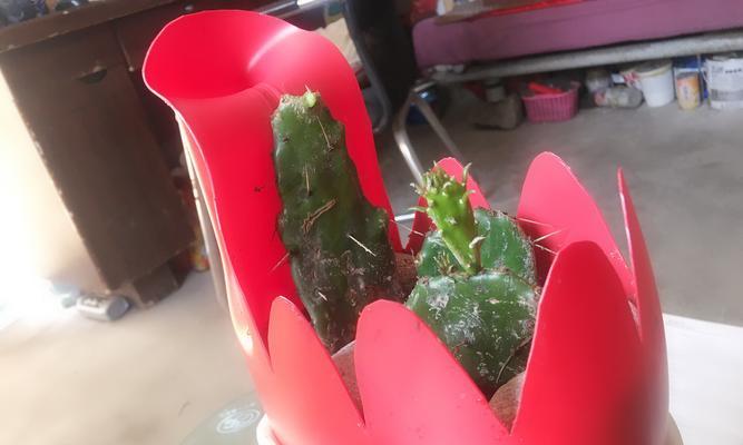 圆柱仙人掌的种植步骤有哪些？