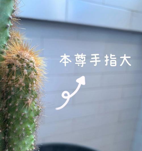 圆柱仙人掌的种植步骤有哪些？