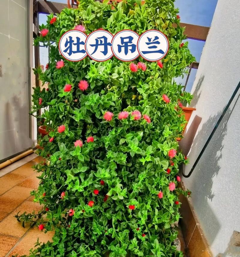 牡丹花专用高花盆效果如何？正确的养护方法是什么？