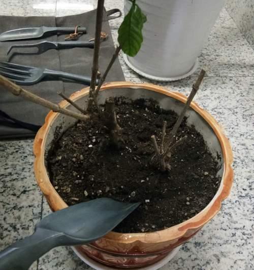 君子兰黄叶专用多菌灵的使用方法是什么？使用过程中应注意什么？