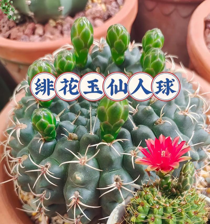 仙人球为何都在十月开花？